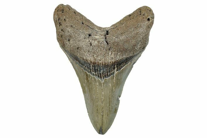 Serrated, Fossil Megalodon Tooth - North Carolina #272794